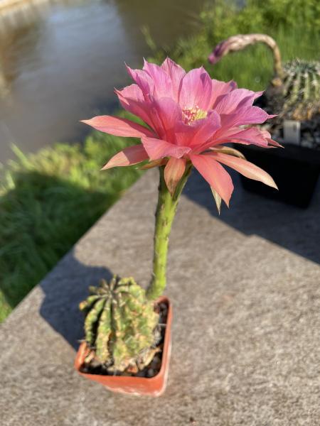 Echinopsis Hybr. lachs/pink